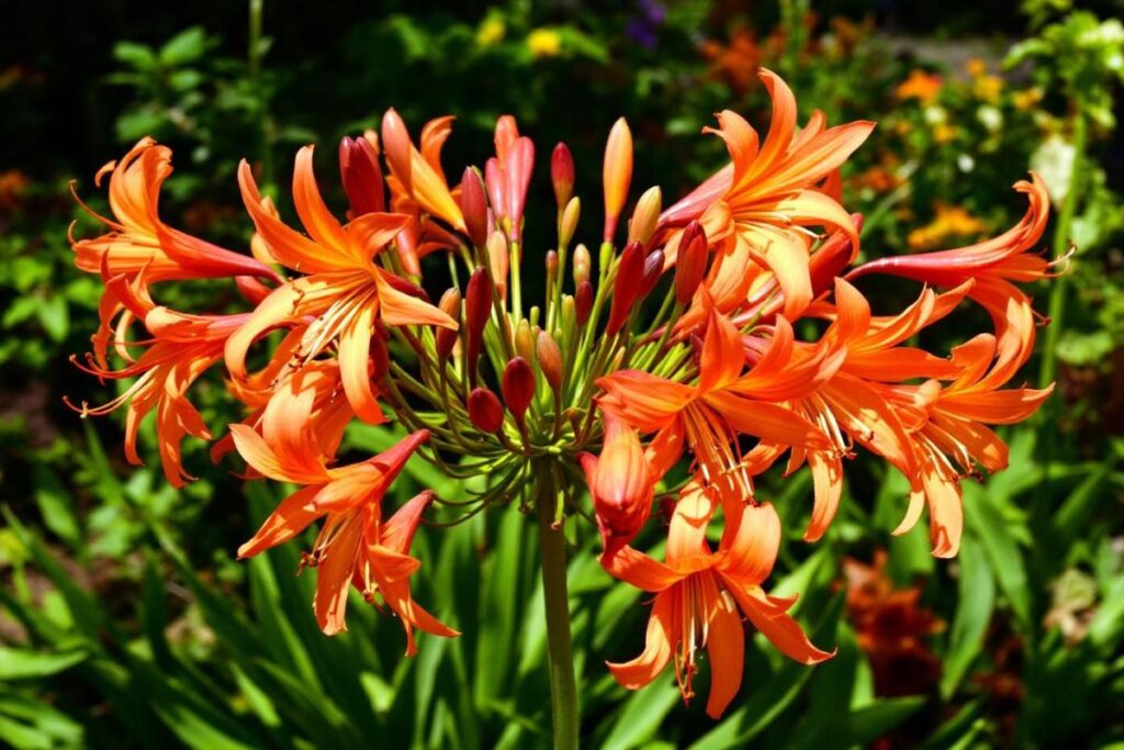 Agapanthe orange : plantation, culture et entretien