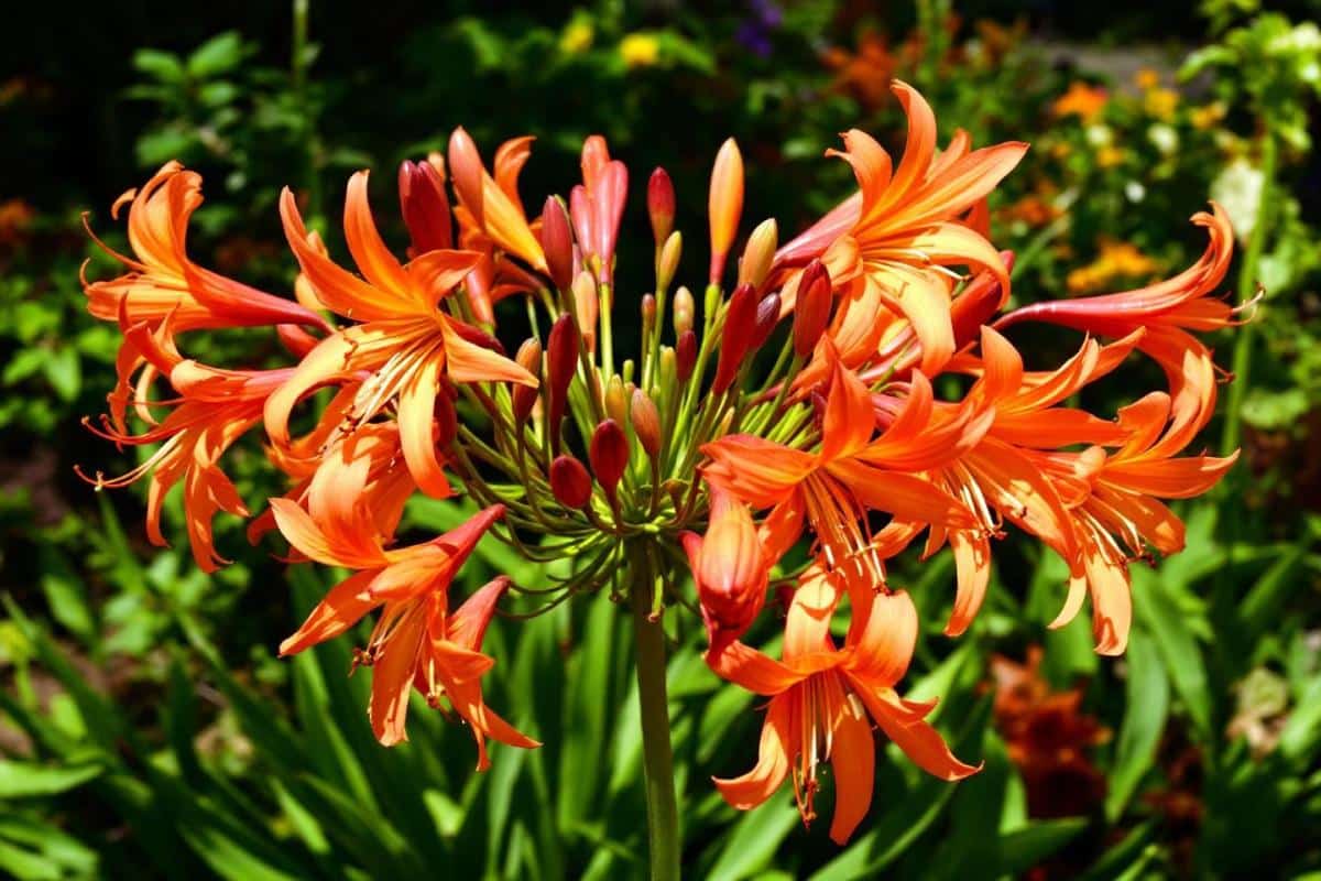 Agapanthe orange : plantation, culture et entretien