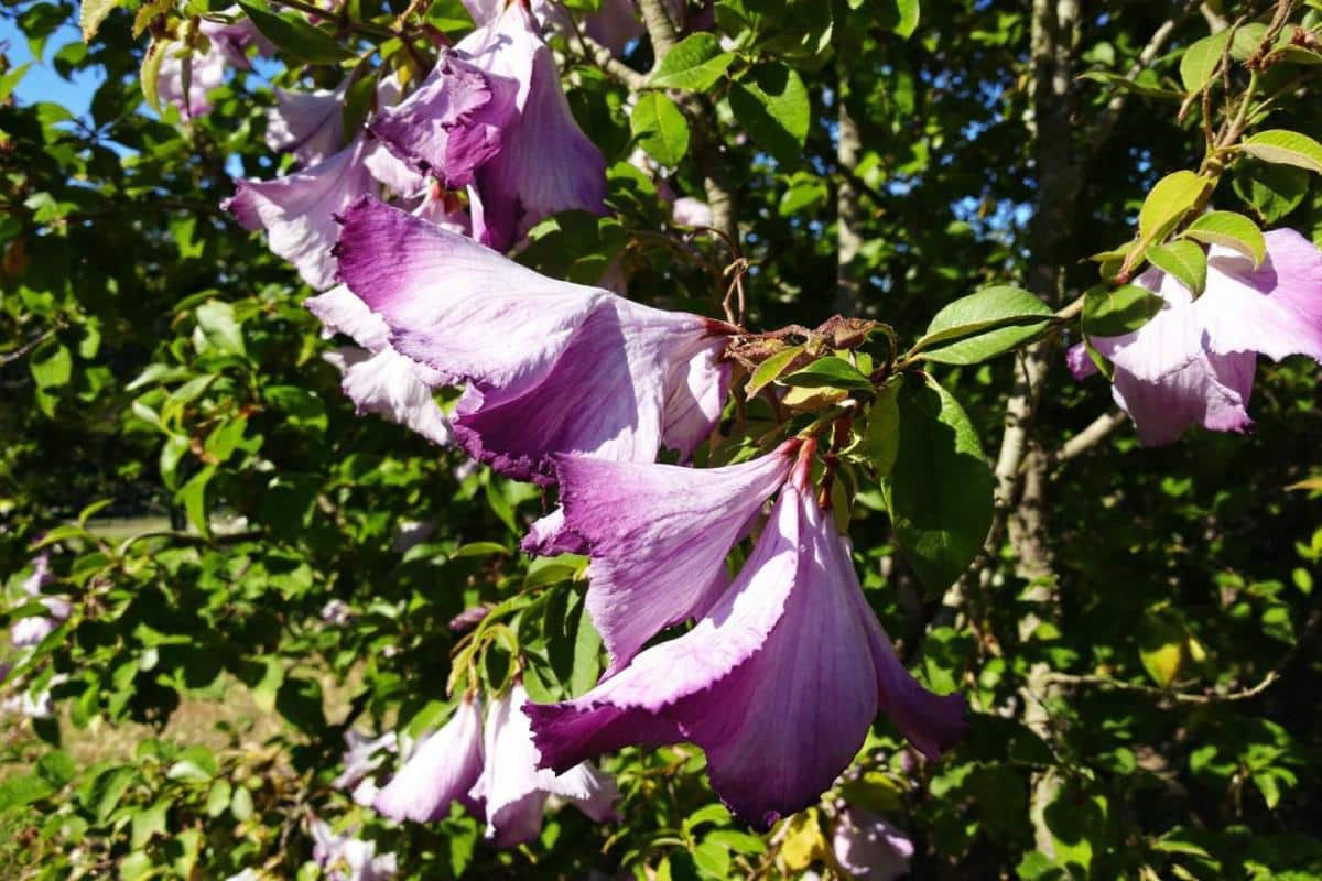 Quels sont les inconvénients de la paulownia ?
