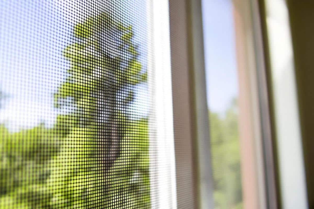 Cafard de jardin : comment s'en débarrasser ?