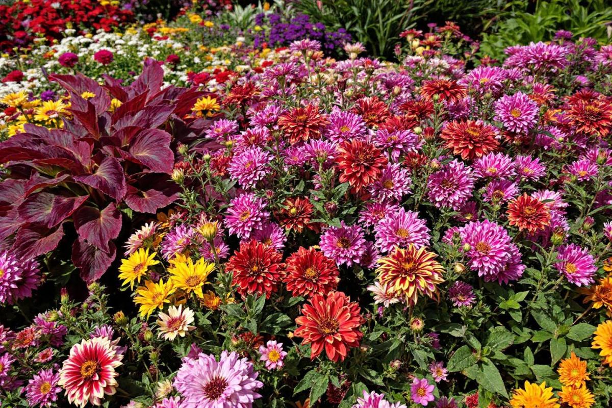 Quel massif de vivaces fleurit toute l'année ?